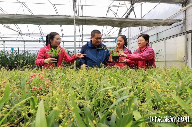 11月24日，广西雅长兰科植物国家级自然保护区兰科植物繁育实验中心工作人员在查看兰花生长情况。（谭凯兴  摄）2