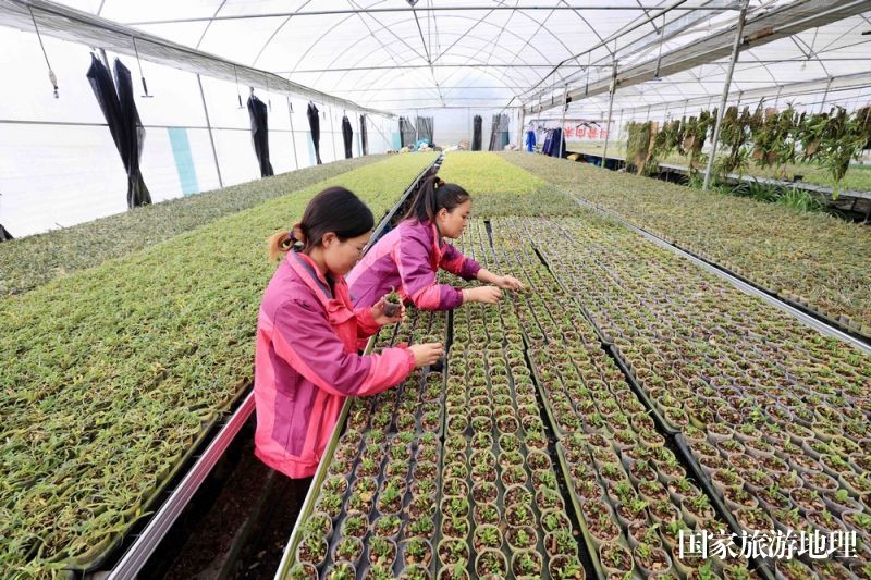 11月24日，广西雅长兰科植物国家级自然保护区兰科植物繁育实验中心工作人员在查看兰花种苗生长情况。（谭凯兴  摄）