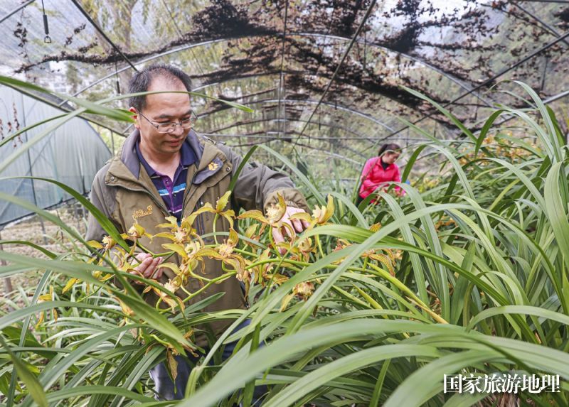 11月24日，广西雅长兰科植物国家级自然保护区兰科植物繁育实验中心工作人员查看西藏虎头兰生长情况。（刘峥 摄）