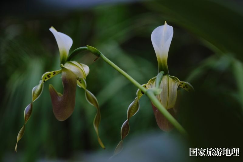 这是11月24日在广西雅长兰科植物国家级自然保护区拍摄的国家一级保护植物——长瓣兜兰。（潘金强 摄）