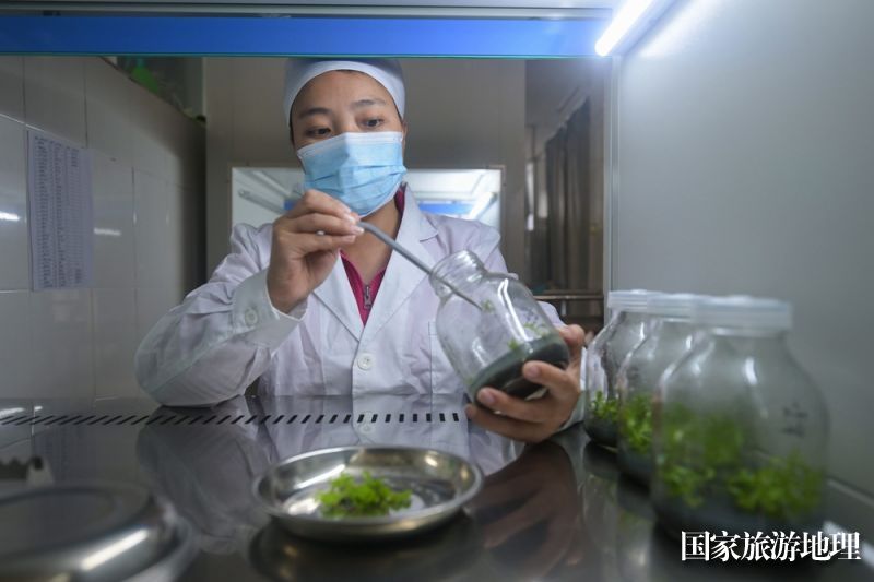 11月24日，广西雅长兰科植物国家级自然保护区兰科植物繁育实验中心工作人正在对兰花分化苗进行转接培养。（何华文  摄）