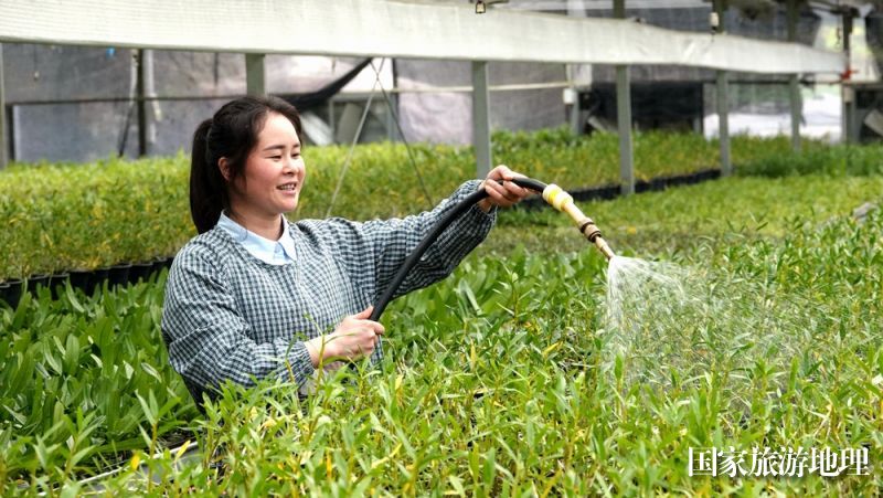 11月24日，广西雅长兰科植物国家级自然保护区兰科植物繁育实验中心员工在为兰花浇水。（高东风  摄）2