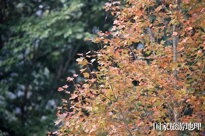 11月24日，广西雅长兰科植物国家级自然保护区黄猄洞天坑枫叶红。（谭凯兴）