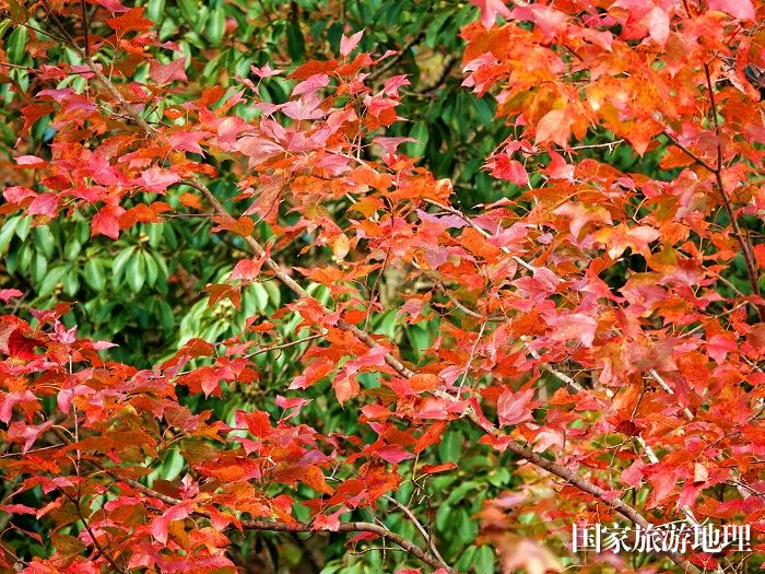 11月24日，广西雅长兰科植物国家级自然保护区黄猄洞天坑枫叶红得似火。（高东风）