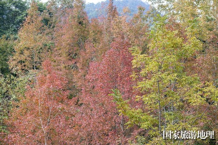 11月24日，广西雅长兰科植物国家级自然保护区黄猄洞天坑枫叶红得似火。（何华文）