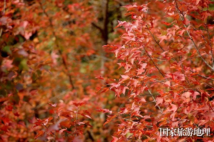 11月24日，广西雅长兰科植物国家级自然保护区黄猄洞天坑枫叶红得似火。（谭凯兴）