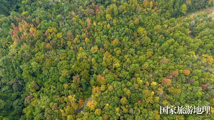 11月24日，广西雅长兰科植物国家级自然保护区黄猄洞天坑山坡上色彩斑斓。(何华文）