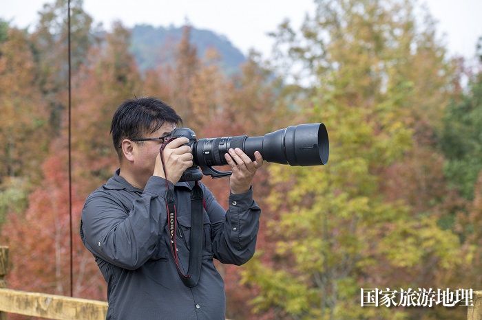 11月24日，广西雅长兰科植物国家级自然保护区黄猄洞天坑的红枫叶吸引摄影爱好者。（何华文）
