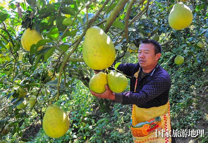 2023年11月21日，村民在贵州省从江县丙妹镇滚玉村采摘柚子。