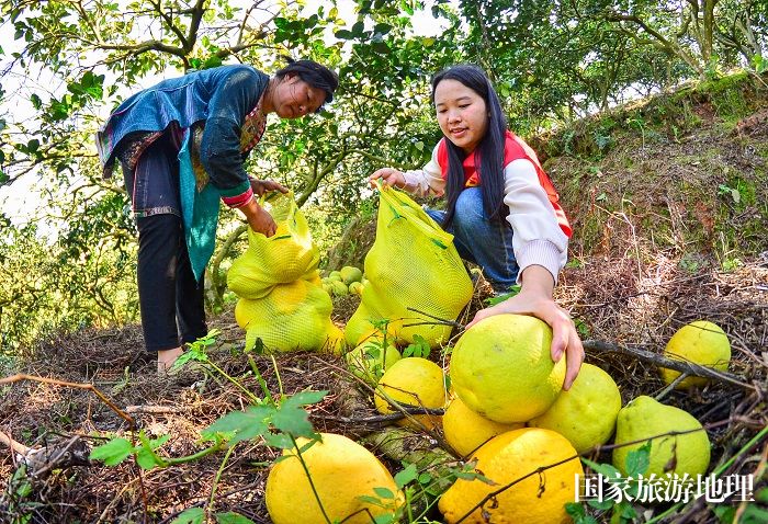 2023年11月21日，志愿者和村民在贵州省从江县丙妹镇滚玉村分拣柚子。 (6)