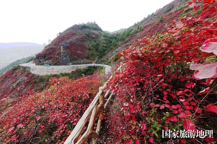 图14：四好农村路黄栌彩霞满山红。2023年11月24日，摄于重庆巫山县。唐金生。
