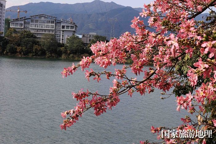 图10：12月4日，在广西柳州市融安县城拍摄盛开的异木棉花。（谭凯兴 摄）