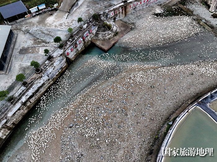 2023年12月3日，在贵州省黔东南苗族侗族自治州从江县加勉乡南烧村生态养鸭场拍摄的鸭子。2