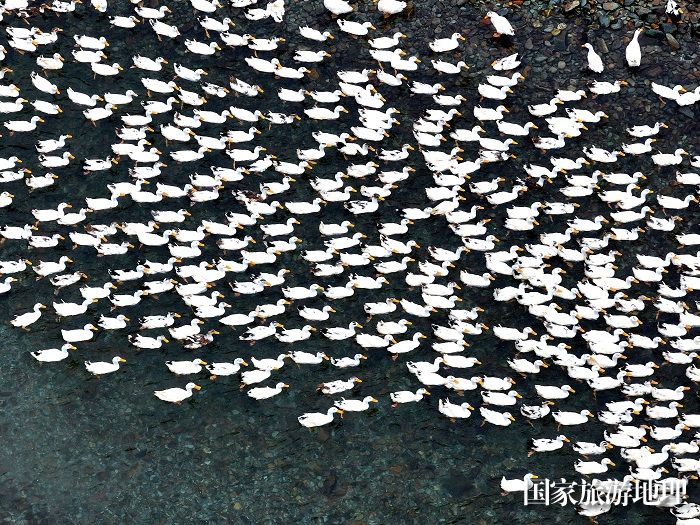 2023年12月3日，在贵州省黔东南苗族侗族自治州从江县加勉乡南烧村生态养鸭场拍摄的鸭子。8