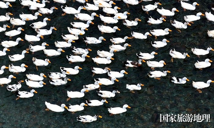 2023年12月3日，在贵州省黔东南苗族侗族自治州从江县加勉乡南烧村生态养鸭场拍摄的鸭子。10
