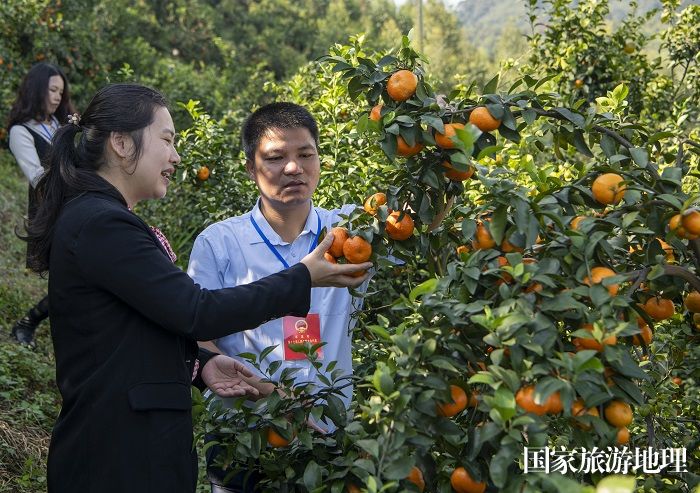 1、2023年12月11日，广西梧州岑溪市筋竹镇组织人大代表到筋竹镇砂糖橘种植基地，了解产业发展情况。（何华文）