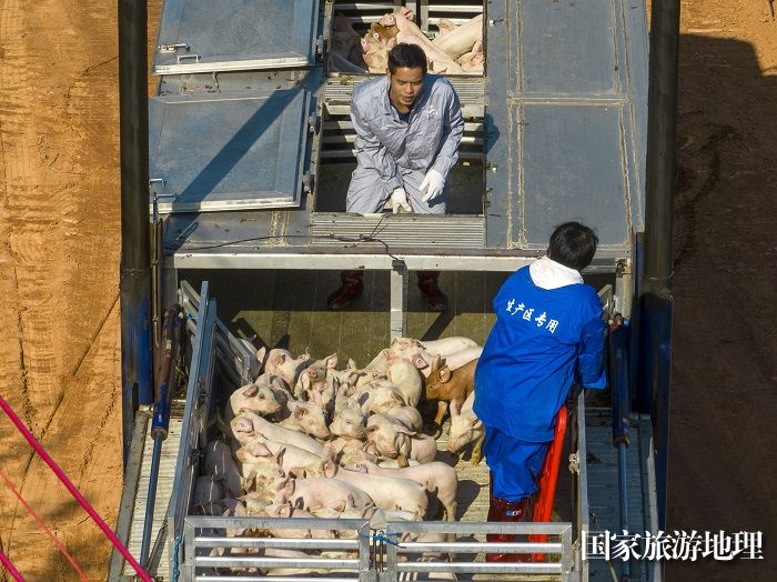 2、2023年12月27日，工作人员在广西梧州市万秀区夏郢镇生态猪养殖场利用专用通道把猪仔赶进猪舍安家。（何华文）
