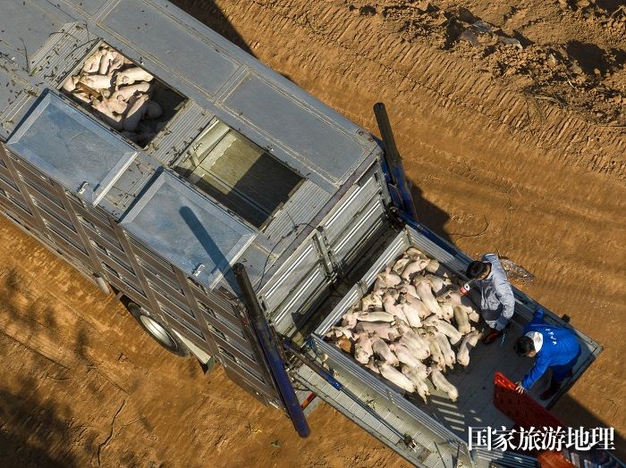 3、2023年12月27日，工作人员在广西梧州市万秀区夏郢镇生态猪养殖场利用专用通道把猪仔赶进猪舍安家。（何华文）