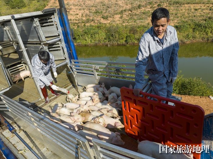 4、2023年12月27日，工作人员在广西梧州市万秀区夏郢镇生态猪养殖场利用专用通道把猪仔赶进猪舍安家。（何华文）