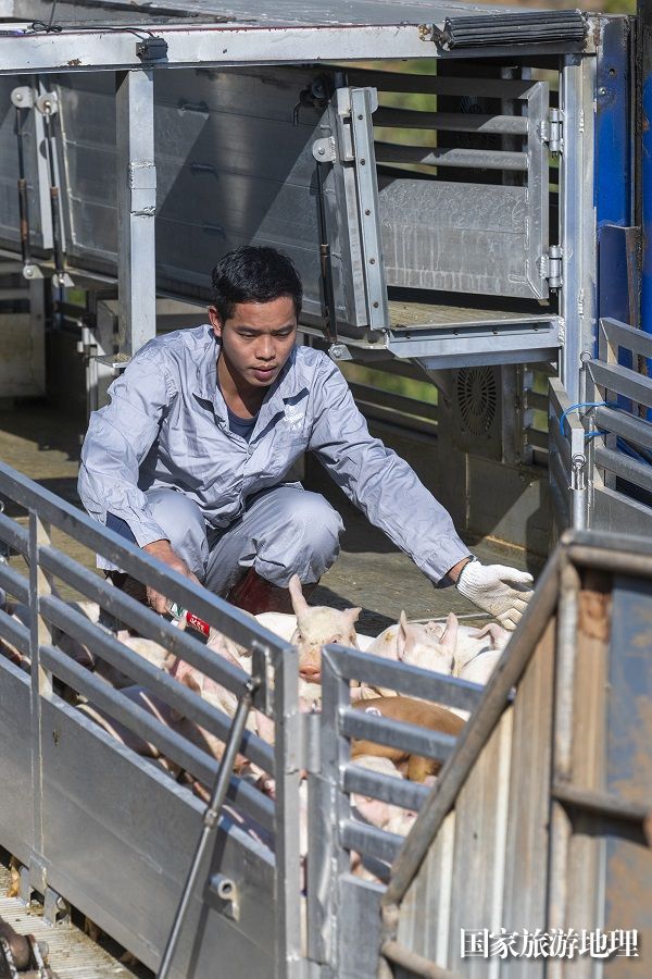 8、2023年12月27日，工作人员在广西梧州市万秀区夏郢镇生态猪养殖场利用专用通道把猪仔赶进猪舍安家。（何华文）