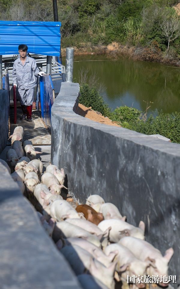 9、2023年12月27日，工作人员在广西梧州市万秀区夏郢镇生态猪养殖场利用专用通道把猪仔赶进猪舍安家。（何华文）