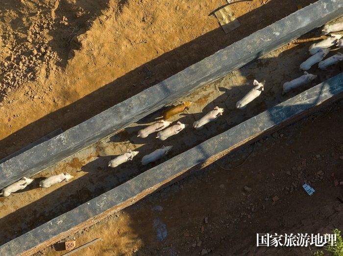 12、2023年12月27日，工作人员在广西梧州市万秀区夏郢镇生态猪养殖场利用专用通道把猪仔赶进猪舍安家。（何华文）