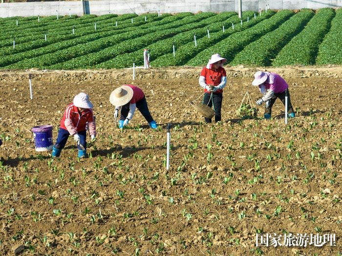 2、2023年12月27日，广西梧州市万秀区夏郢镇农民趁晴暖天气，在田间地头冬种蔬菜，一片繁忙景象。（何华文）