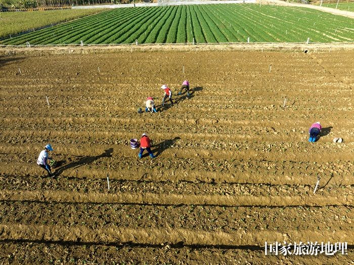 3、2023年12月27日，广西梧州市万秀区夏郢镇农民趁晴暖天气，在田间地头冬种蔬菜，一片繁忙景象。（何华文）