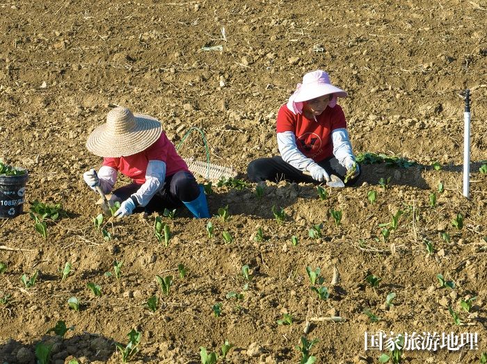 4、2023年12月27日，广西梧州市万秀区夏郢镇农民趁晴暖天气，在田间地头冬种蔬菜，一片繁忙景象。（何华文）