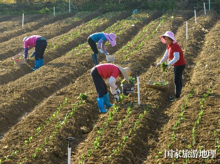 6、2023年12月27日，广西梧州市万秀区夏郢镇农民趁晴暖天气，在田间地头冬种蔬菜，一片繁忙景象。（何华文）