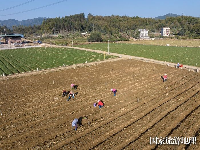 7、2023年12月27日，广西梧州市万秀区夏郢镇农民趁晴暖天气，在田间地头冬种蔬菜，一片繁忙景象。（何华文）