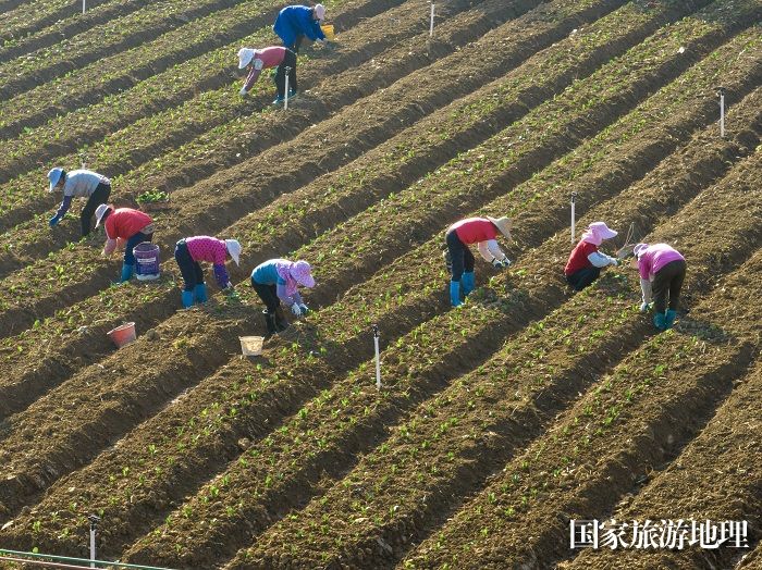 8、2023年12月27日，广西梧州市万秀区夏郢镇农民趁晴暖天气，在田间地头冬种蔬菜，一片繁忙景象。（何华文）