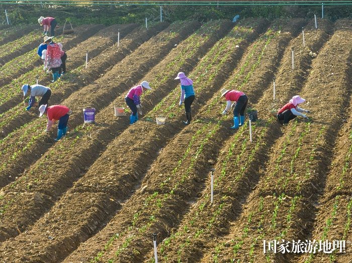 11、2023年12月27日，广西梧州市万秀区夏郢镇农民趁晴暖天气，在田间地头冬种蔬菜，一片繁忙景象。（何华文）