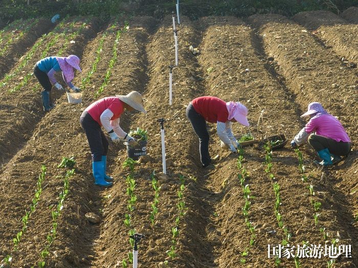 19、2023年12月27日，广西梧州市万秀区夏郢镇农民趁晴暖天气，在田间地头冬种蔬菜，一片繁忙景象。（何华文）