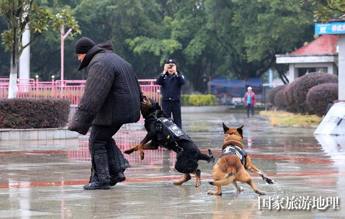 图12：1月7日，在广西柳州市融安县长安广场，警犬在表演扑咬“嫌疑人”。（谭凯兴 摄）