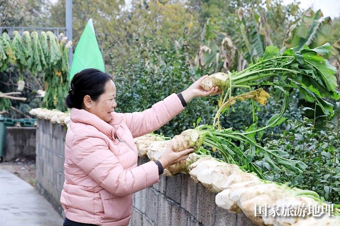 图9：1月6日，在广西柳州市融安县长安镇小洲村，村民在晾晒头菜。（谭凯兴 摄）