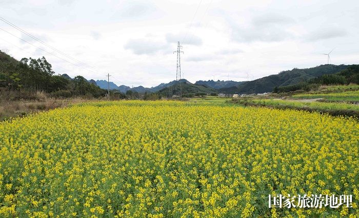 图1：2月4日，在广西柳州市融安县浮石镇东江村拍摄盛开的油菜花田。（无人机照片，谭凯兴 摄）