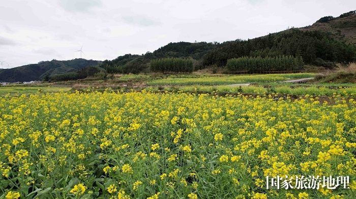 图3：2月4日，在广西柳州市融安县浮石镇东江村拍摄盛开的油菜花田。（无人机照片，谭凯兴 摄）