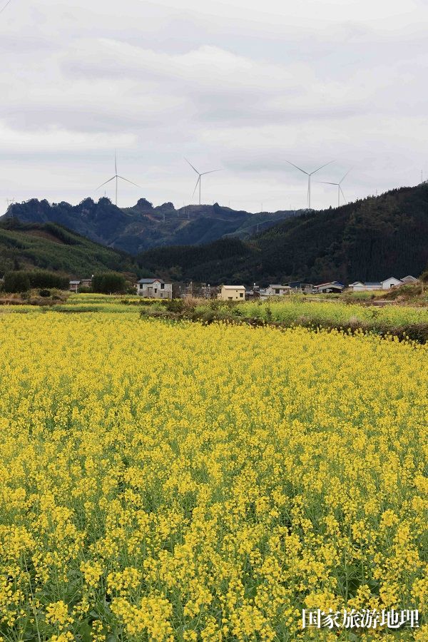 图7：2月4日，在广西柳州市融安县浮石镇东江村拍摄盛开的油菜花田。（谭凯兴 摄）