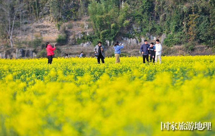 2024年2月12日，游客在贵州省从江县洛香镇上皮林村油菜花田间踏青游玩。  (1)