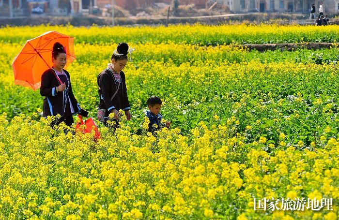 2024年2月12日，游客在贵州省从江县洛香镇上皮林村油菜花田间踏青游玩。  (4)