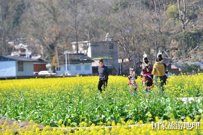 2024年2月12日，游客在贵州省从江县洛香镇上皮林村油菜花田间踏青游玩。  (5)