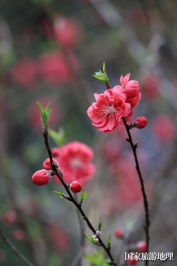 图6：2月18日，在广西柳州市融安县长安镇安宁村拍摄的桃花。（谭凯兴 摄）