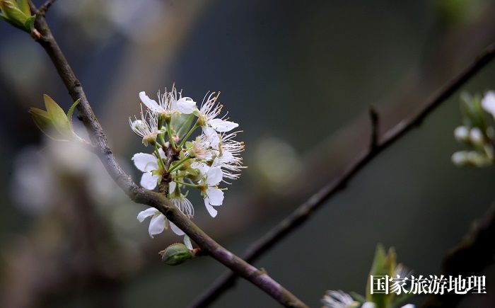 图1：2月28日,在广西柳州市融安县东起乡铜板屯拍摄的李花。（谭凯兴 摄）
