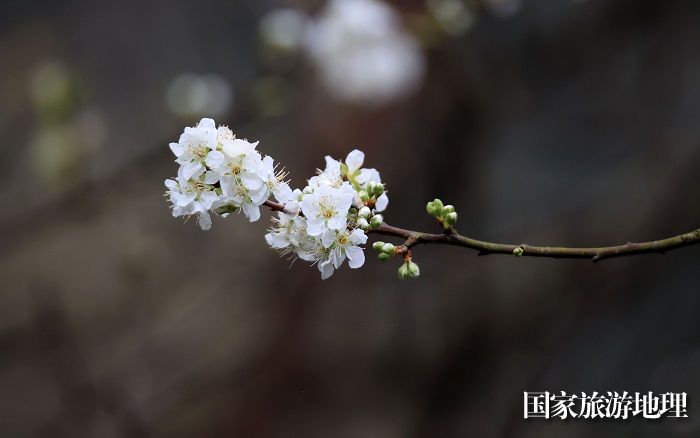 图2：2月28日,在广西柳州市融安县东起乡铜板屯拍摄的李花。（谭凯兴 摄）