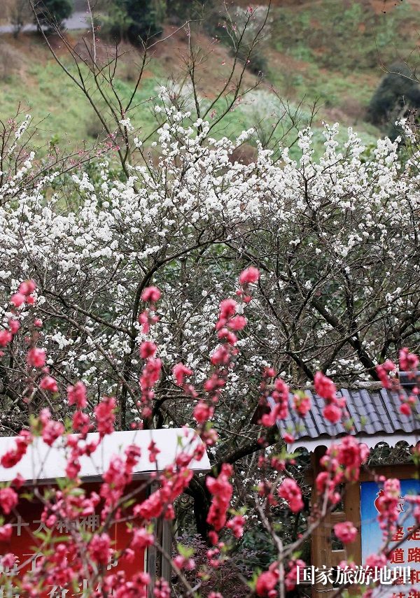 图3：2月28日,在广西柳州市融安县东起乡铜板屯拍摄的李花。（谭凯兴 摄）