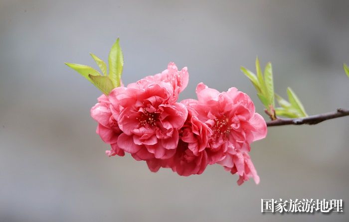 图8：2月28日,在广西柳州市融安县东起乡铜板屯拍摄的桃花。（谭凯兴 摄）