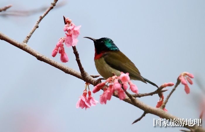 图1：3月1日早晨，在广西柳州市融安县东起乡铜板屯，一只小鸟飞落在花丛中觅食栖息。（谭凯兴 摄）