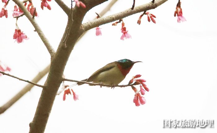 图2：3月1日早晨，在广西柳州市融安县东起乡铜板屯，一只小鸟飞落在花丛中觅食栖息。（谭凯兴 摄）
