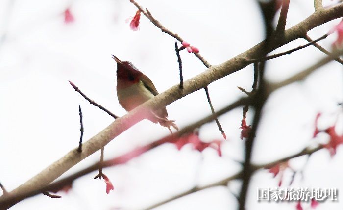 图5：3月1日早晨，在广西柳州市融安县东起乡铜板屯，一只小鸟飞落在花丛中觅食栖息。（谭凯兴 摄）